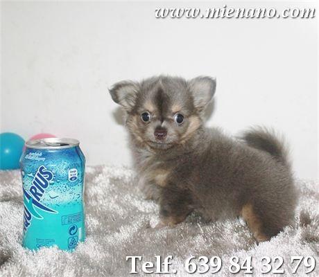 Chihuahuas en venta, compre calidad , compre cambanus