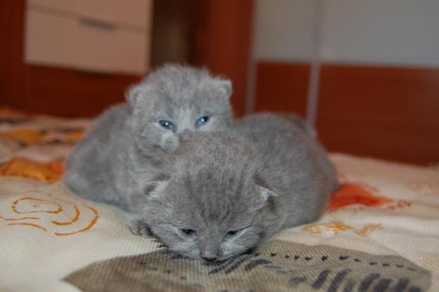 Gatitos British Shorthair