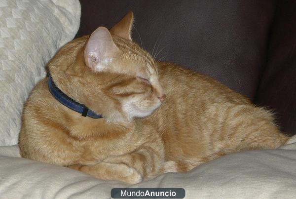 Gato rubio atigrado perdido en Madrid