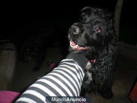 perrita de raza en adopcion