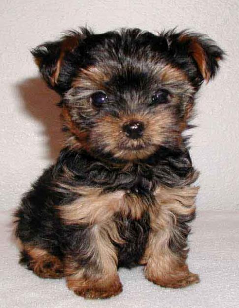 se vende cachorra yorkshire terrier 10 semanas 910029069