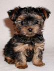 se vende cachorra yorkshire terrier 10 semanas 910029069 - mejor precio | unprecio.es