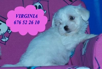 Tu oportunidad, Cachorritos Bichon maltes a buen precio  Murcia