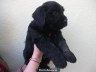 VENDO CACHORRO MACHO GOS D´ATURA CATALÀ - mejor precio | unprecio.es