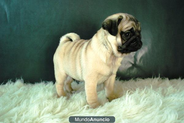 Carlino Pug ¡¡ cachorros en venta, Primera calidad, Fotos Reales .. www.doogs.es