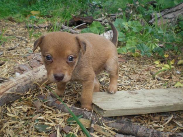 Cachorrita tamaño mediano en adopcion