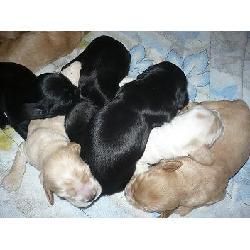 Cachorritos de cocker negros con dos meses doy garantias INFORMATE