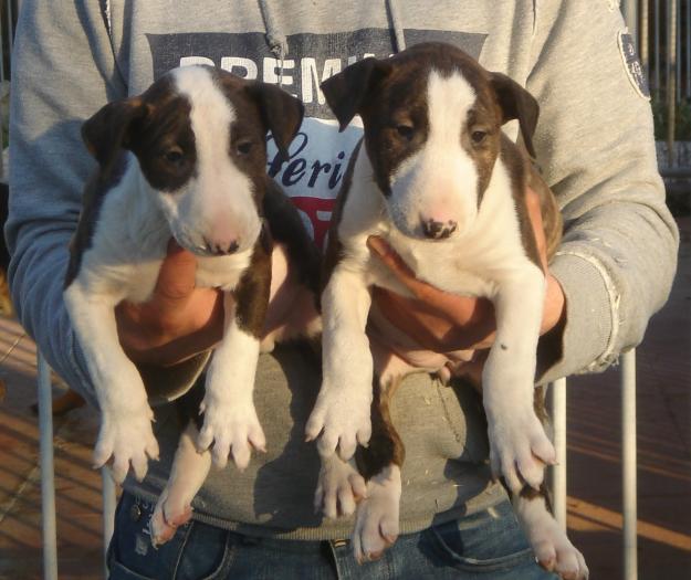 CACHORROS DE BULLTERRIER STANDARD