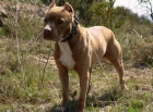 Excelente camada de American Pit Bull Terrier - mejor precio | unprecio.es