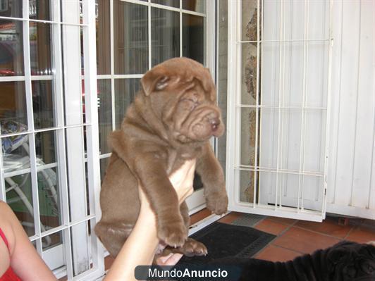 ofrezco cachorro de shar`-pei