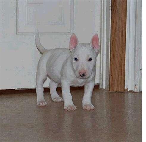 Ola cambiobull terrier con documentacio i vacunas en regla mui buena con las personas