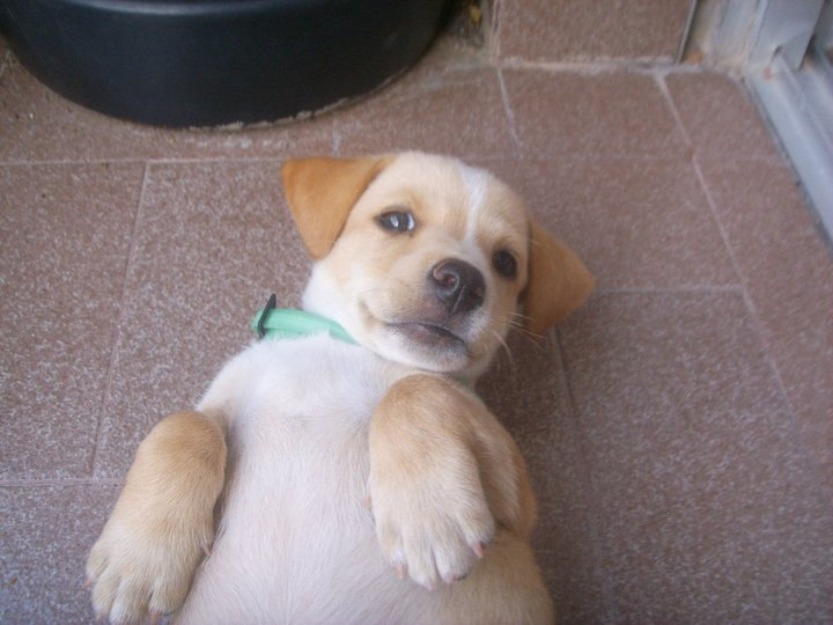 Regalo perro de cruce de jack russel