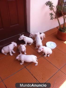 Tenemos cachorros bullterrier