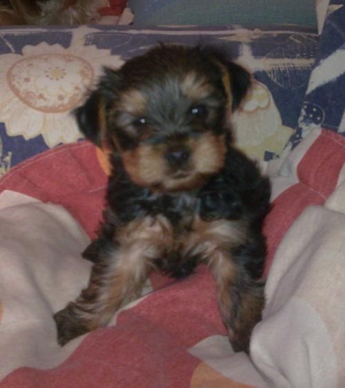 Yorkshire terrier cachorritos pura raza