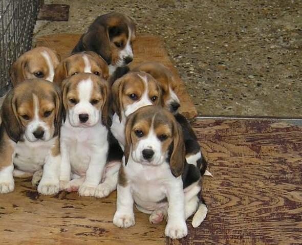 CACHORROS DE BEAGLE MUY BONITOS