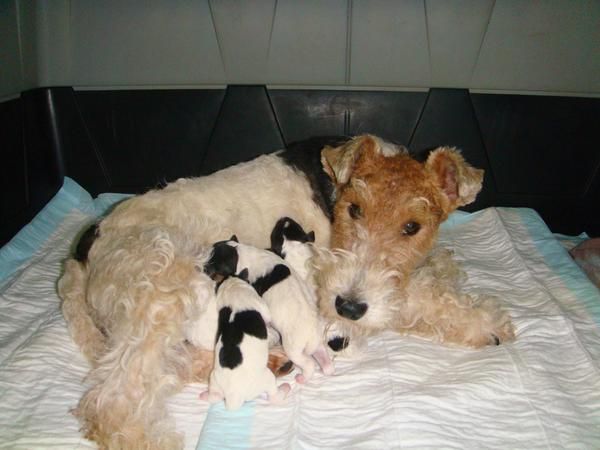 CACHORROS FOX TERRIER para exposición o particular