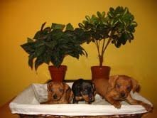 Cachorros Pinscher Mini 290 euros