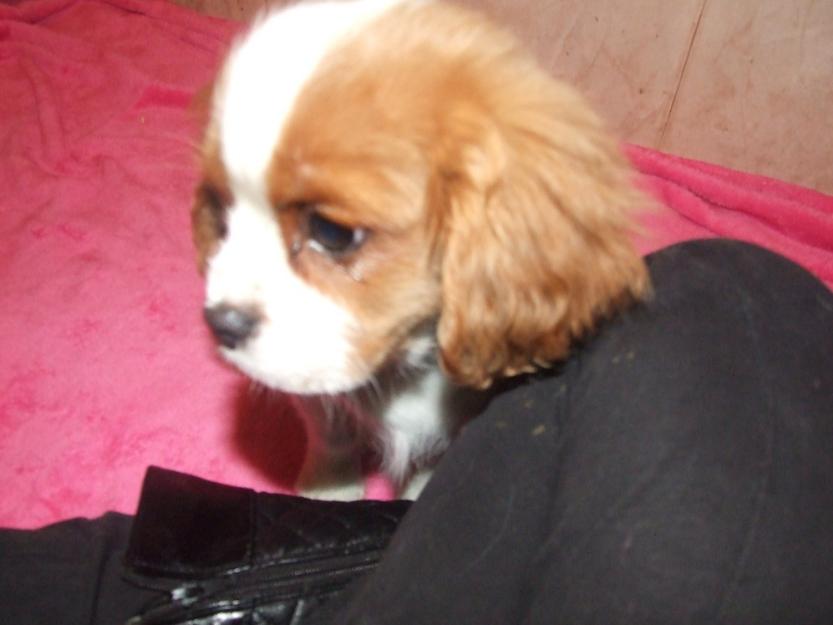 divino cachorrito de cavalier king charles