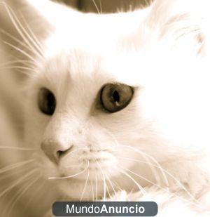 DOY GATITO BLANCO DE 6 MESES EN ADOPCIÓN