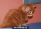 MAINE COON - mejor precio | unprecio.es