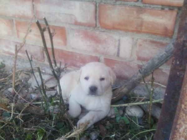 Preciosos Labradores Retriever