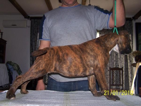 CACHORRA BOXER CON PEDEGREE ECONOMICA