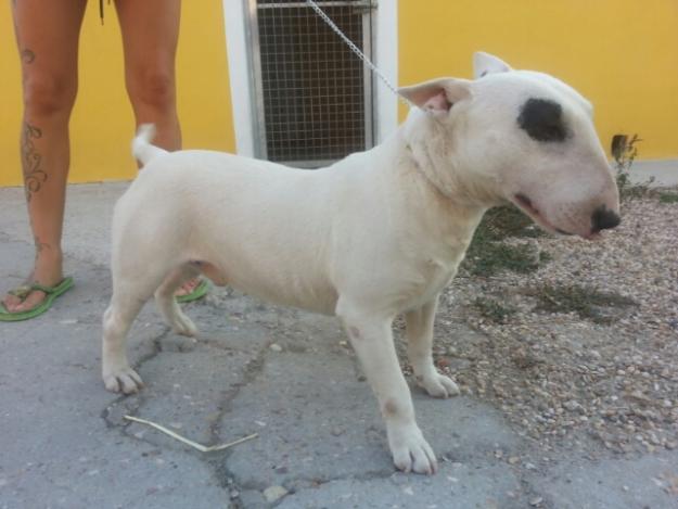 gran semental bull terrier mini