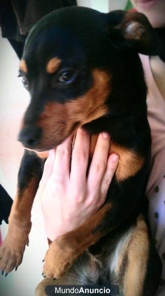 PINSCHER MINI POR 100 EUROS!!