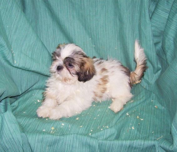 SHIH TZU - PRECIOSOS CACHORRITOS DE COLOR CANELA Y BLANCO