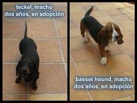 Teckel y Basset Hound en adopción Juntos