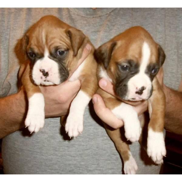 UNICOS CACHORROS DE BOXER!