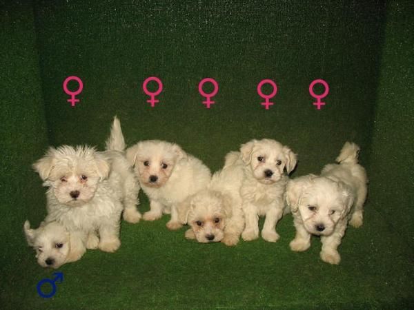 BICHON MALTES 340  , LINDAS CAMADAS