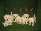 BICHON MALTES 340 , LINDAS CAMADAS - mejor precio | unprecio.es