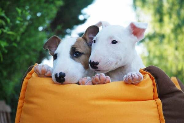 Espectaculares cachorros de Bullterrier