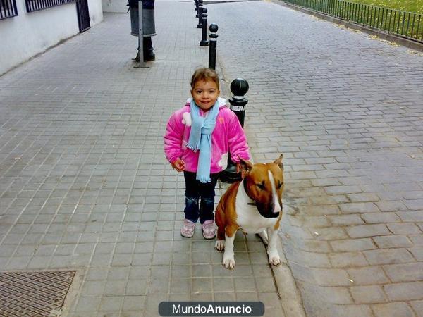 SE OFRECE BULL TERRIER PARA MONTAS