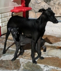 Galgo italiano, pequeño lebrel italiano, picolo - mejor precio | unprecio.es