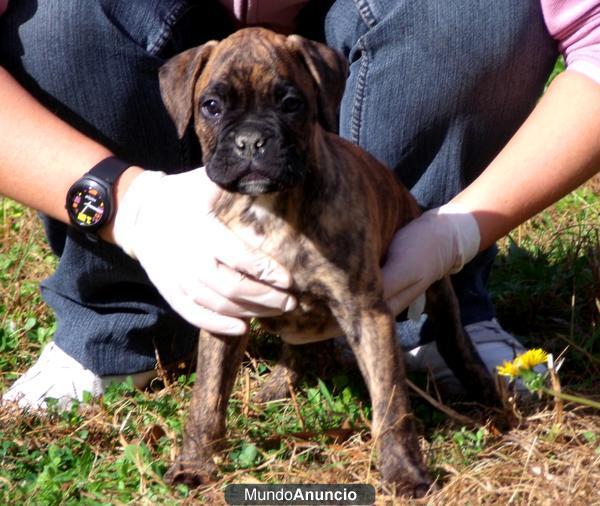 boxer cachorros