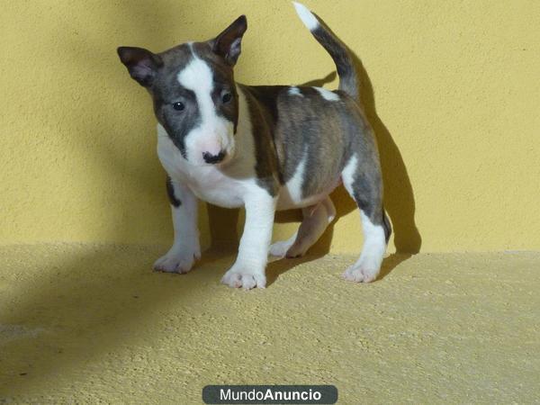 bull terrier miniatura macho libre PLL