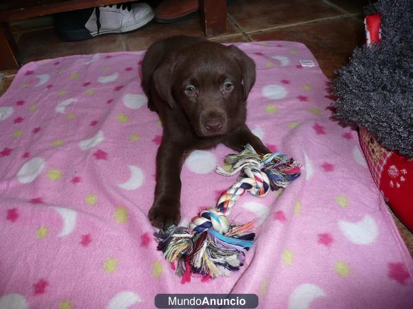 Cachorrita de labrador retriever