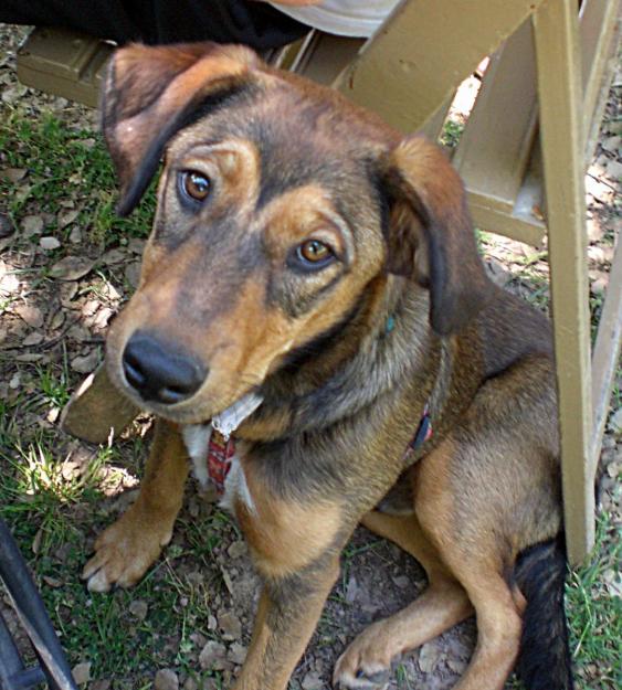 Cachorro de tam. mediano (de adulto 14kg) educado y cariñoso en ADOPCIÓN