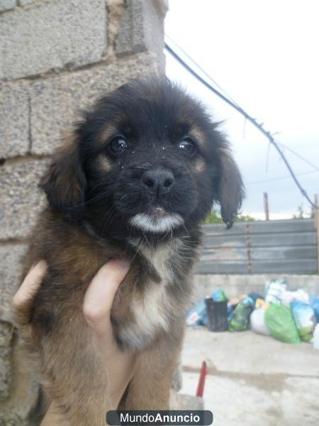 CACHORROS abandonados en una cajita‏ en plena lluvia