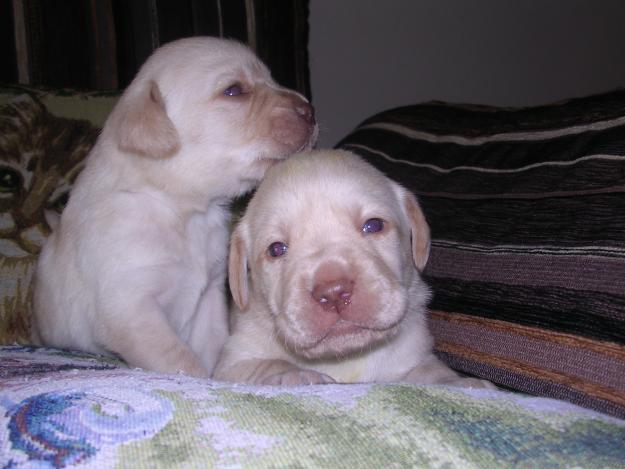 Labradores retriever cachorros con pedigree L.O.E