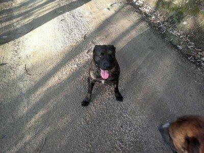 Regalo cruce presa canario-american stanfor