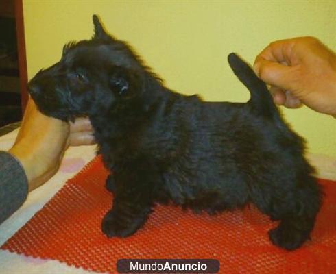 REGALO Scottish terrier