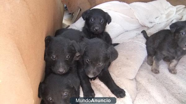 SE REGALAN CACHORROS