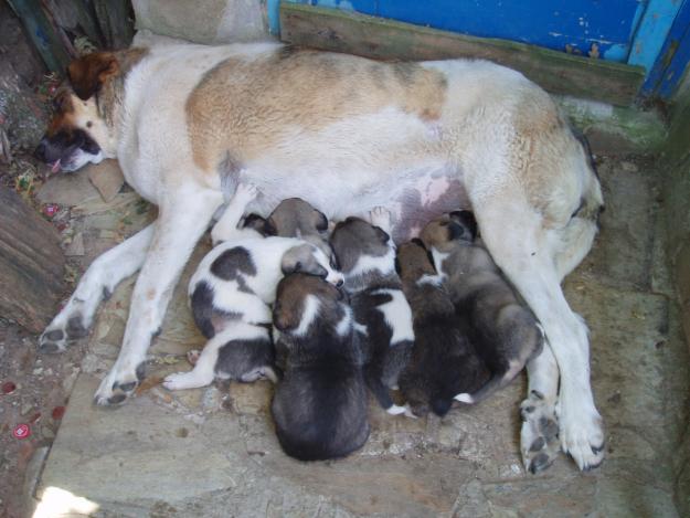 vendo cachorros mastin  leones pura raza 65 euros