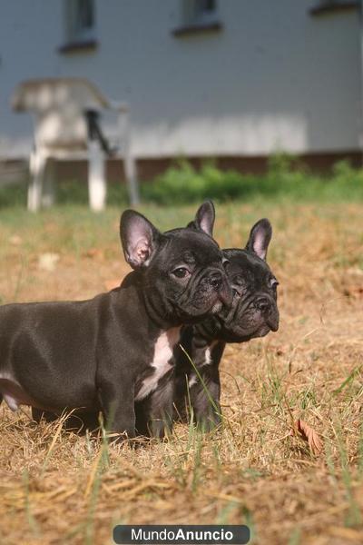 WWW.DOOGS.ES cachorritos de bulldog frances