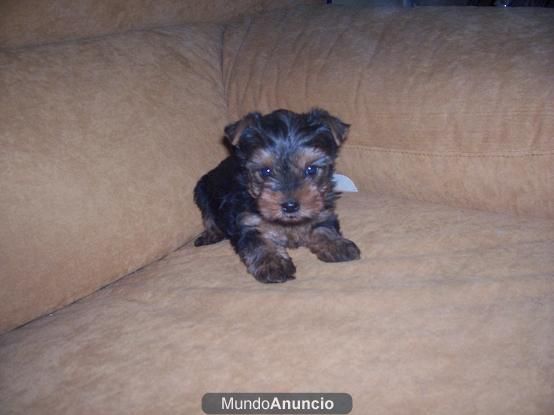 YORKSHIRE TERRIER ENANO A  400E