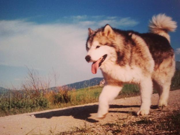 Cachorro Alaskan Malamute 1ª Calidad