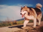 Cachorro Alaskan Malamute 1ª Calidad - mejor precio | unprecio.es